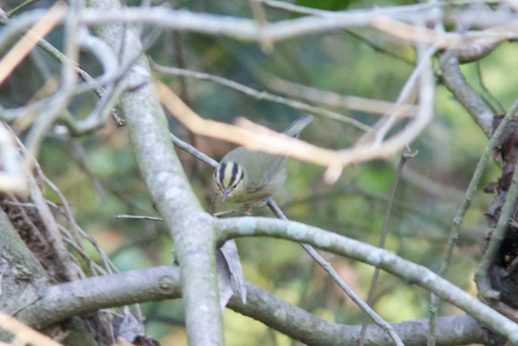 Worm-eating Warbler - Trina Anderson