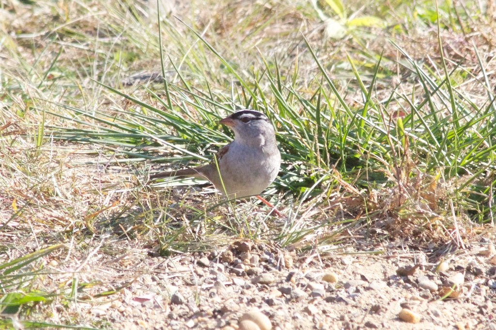 White-crowned Sparrow - ML130712691