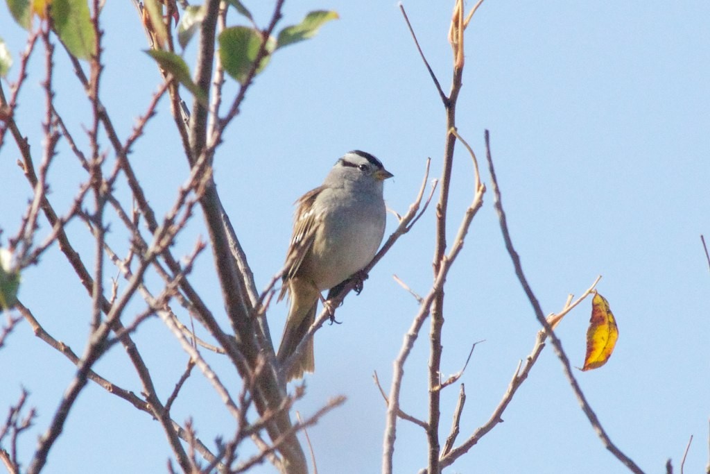White-crowned Sparrow (Gambel's) - ML130712701