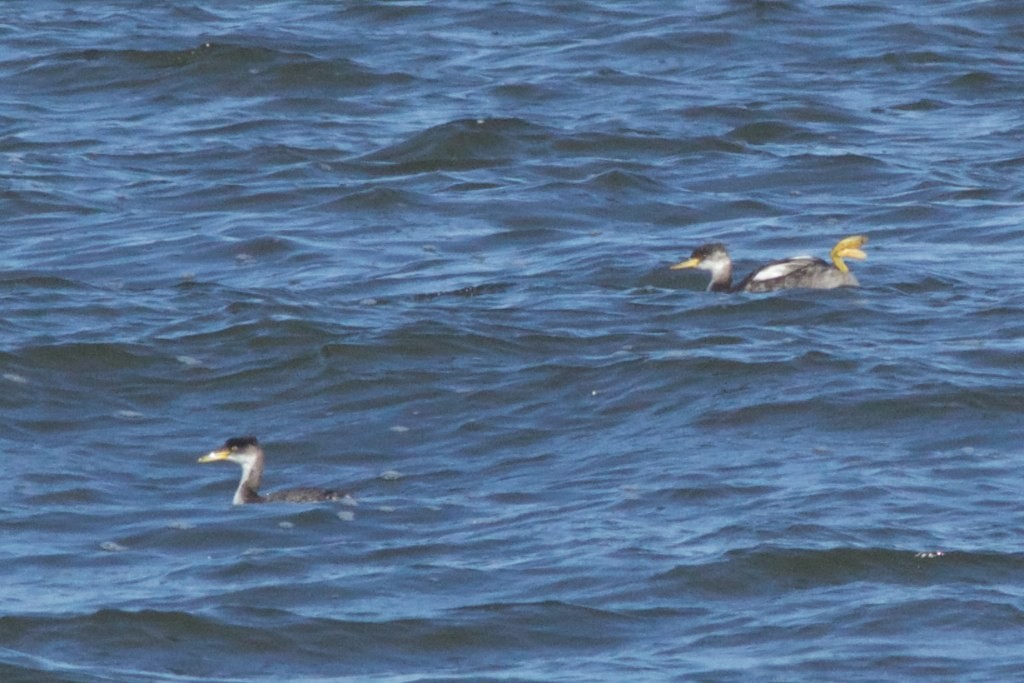 Red-necked Grebe - ML130712921