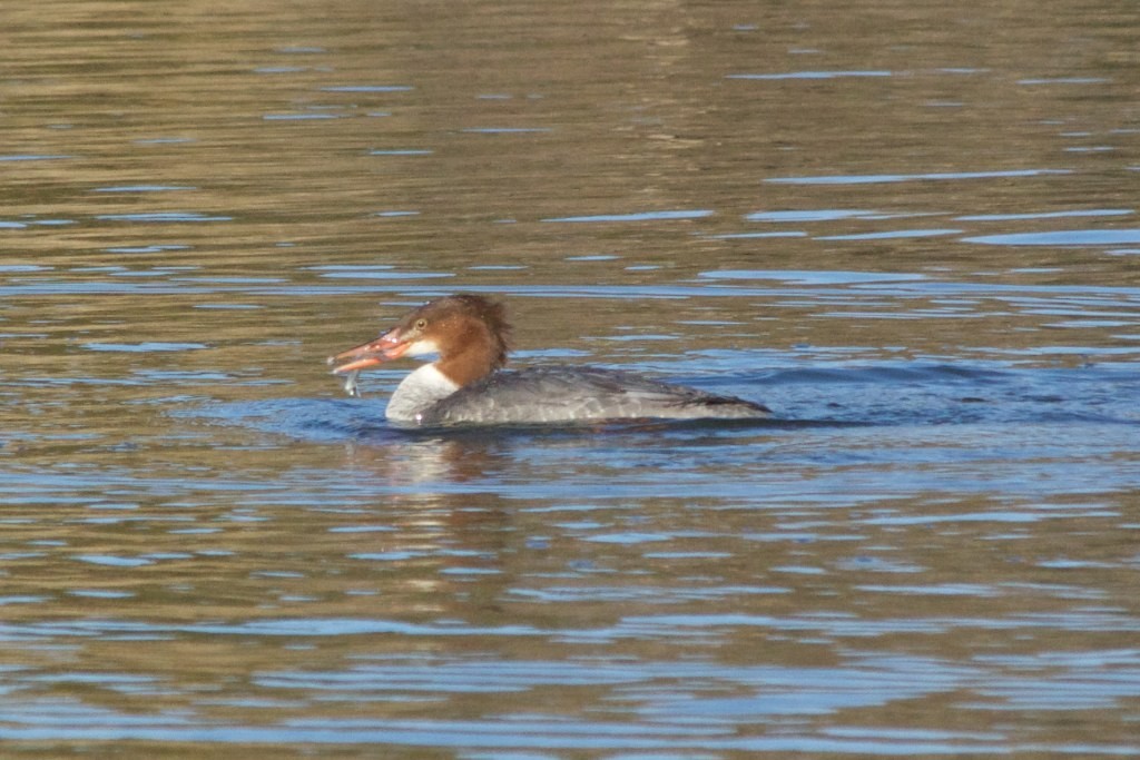 Gänsesäger - ML130712931