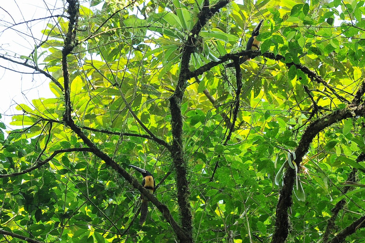 Collared Aracari - ML130717031