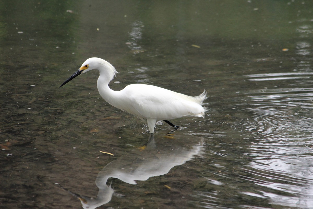 Snowy Egret - ML130717551