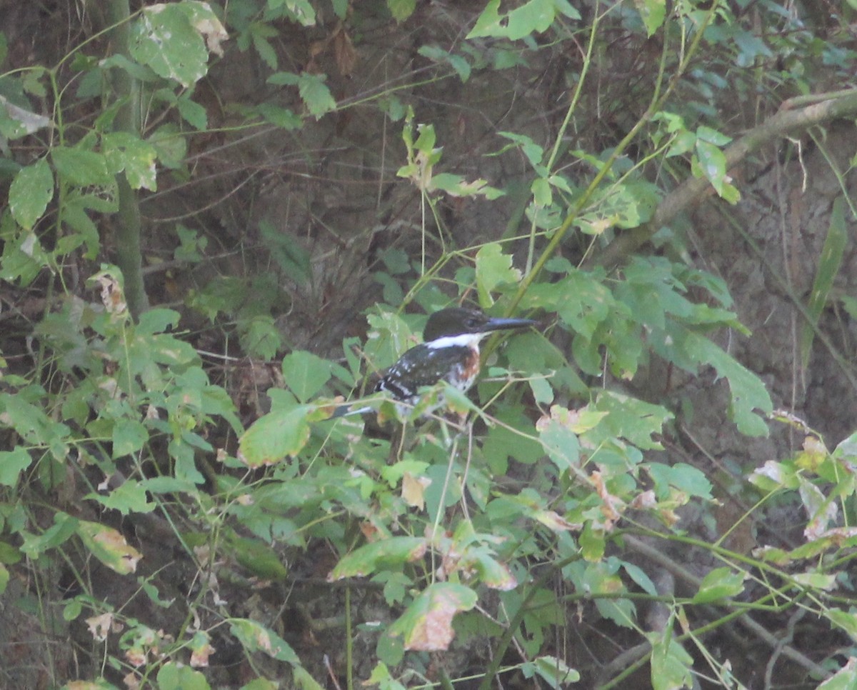 Green Kingfisher - ML130718621