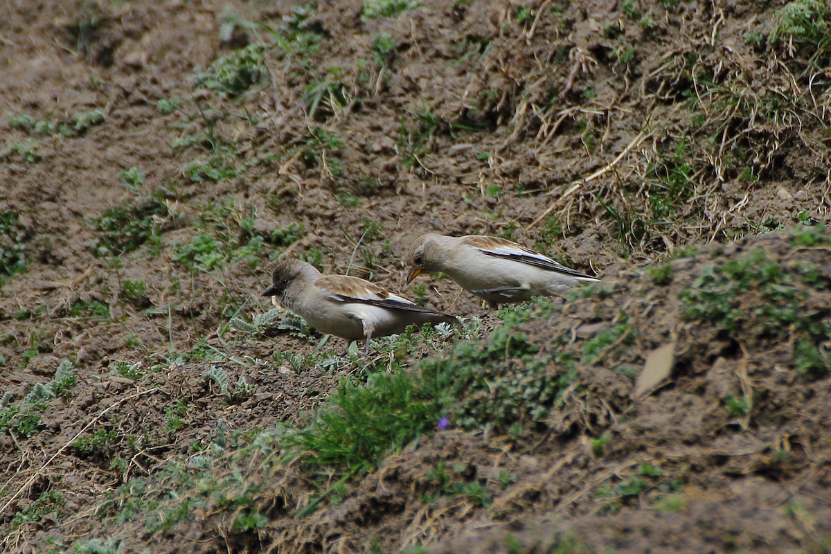 White-winged Snowfinch - ML130718651