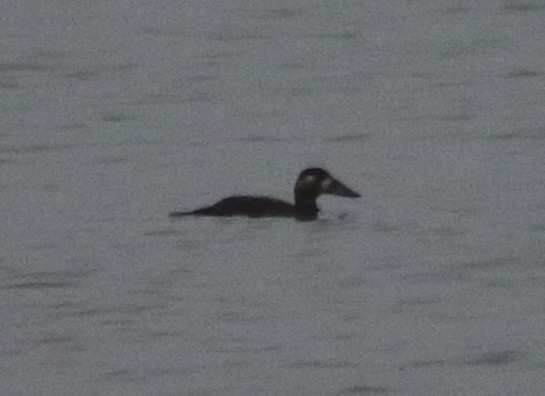 Surf Scoter - ML130719651