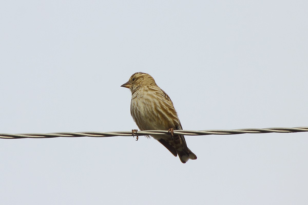 Rock Sparrow - ML130719901