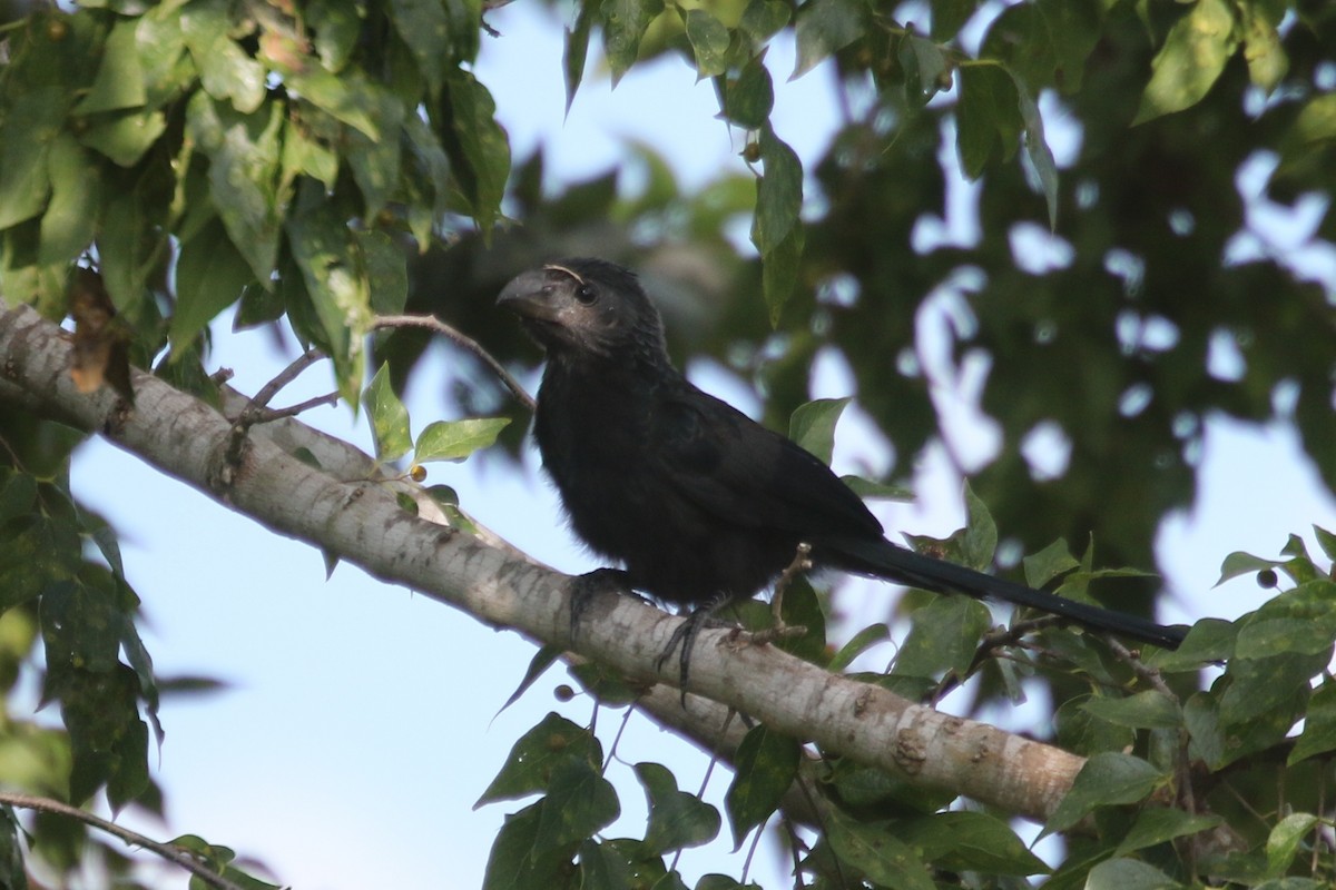 Groove-billed Ani - ML130721461