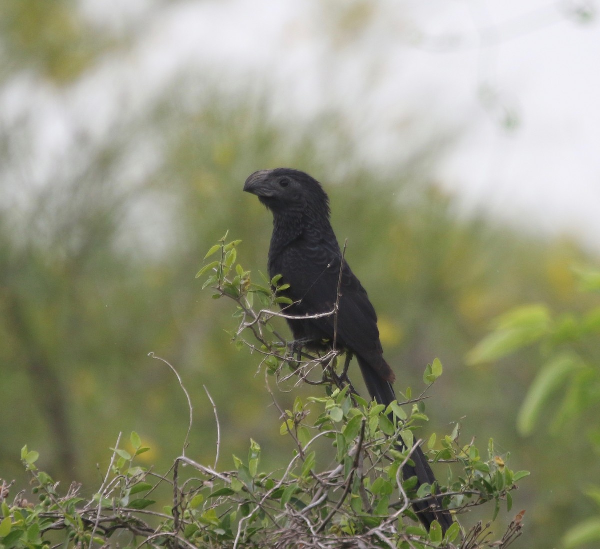 Groove-billed Ani - ML130723101