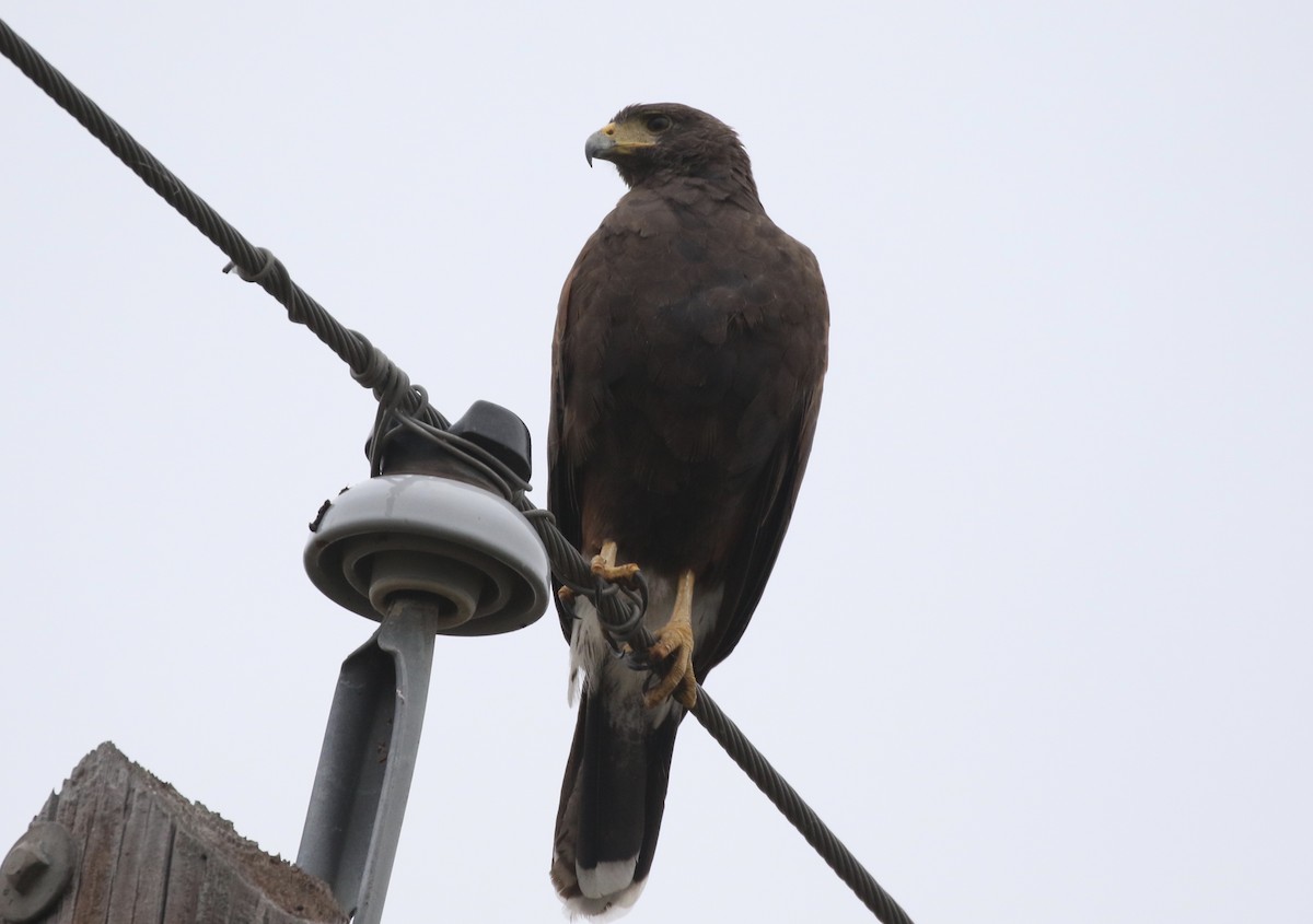 Harris's Hawk - Christian Fernandez