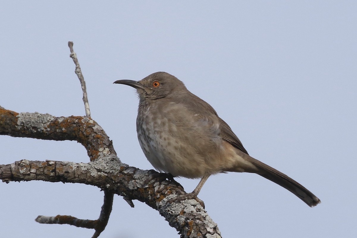 Curve-billed Thrasher - Christian Fernandez