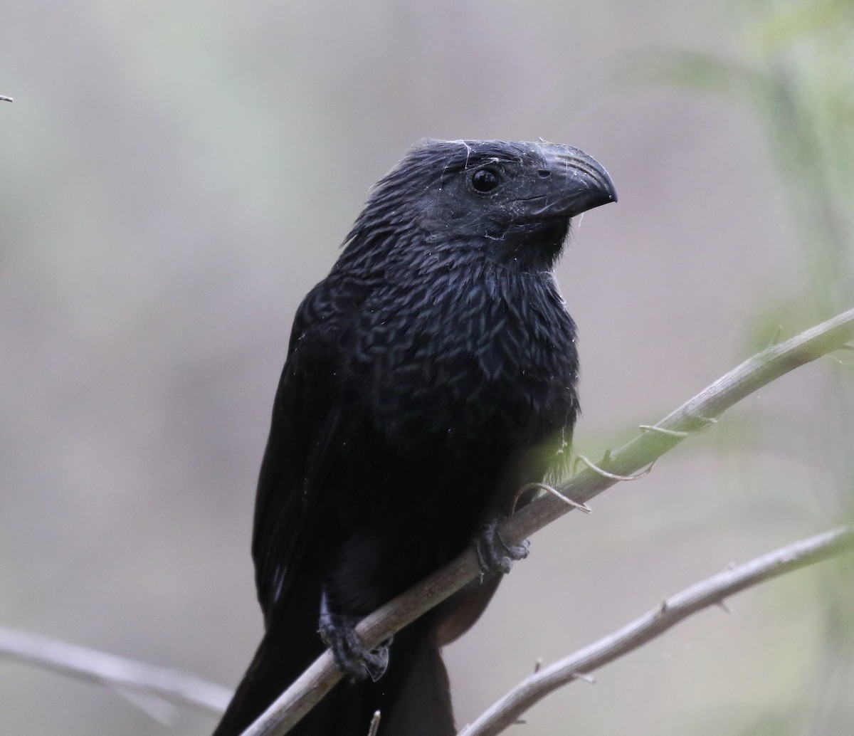 Groove-billed Ani - ML130724781