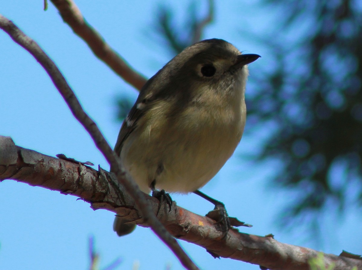 Hutton's Vireo - ML130726221