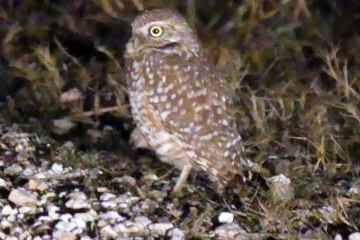 Burrowing Owl - ML130727181