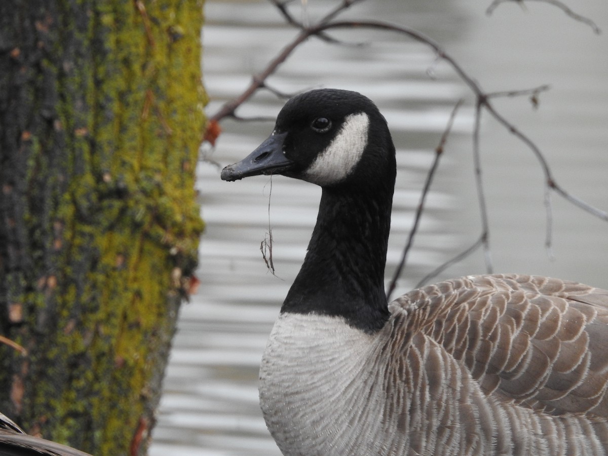 Canada Goose - ML130727871