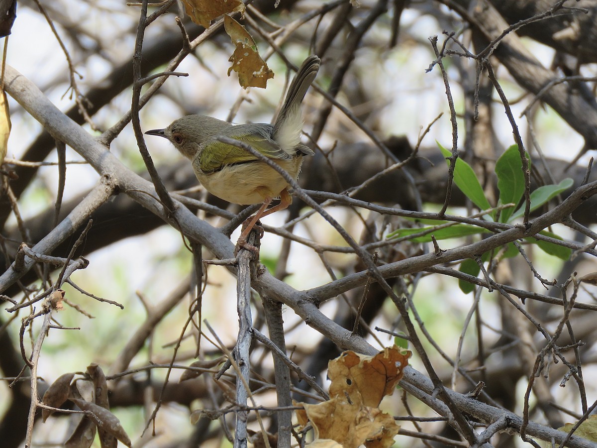 Green-backed Camaroptera (Gray-backed) - ML130728641