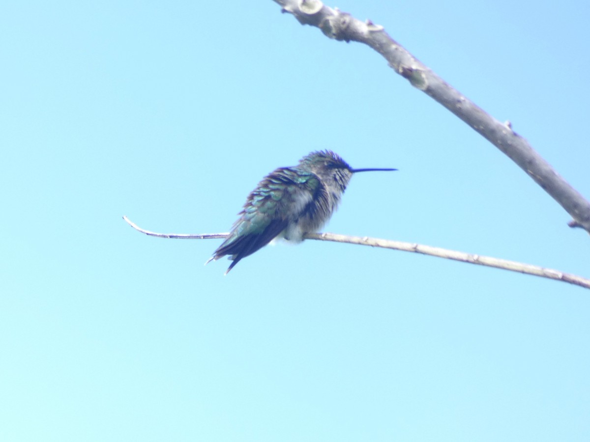 Ruby-throated Hummingbird - River Ahlquist