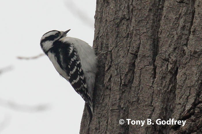 Downy Woodpecker - ML130729631