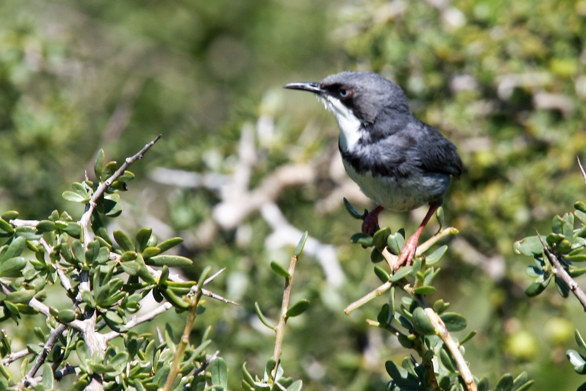 Bar-throated Apalis - Todd Pepper