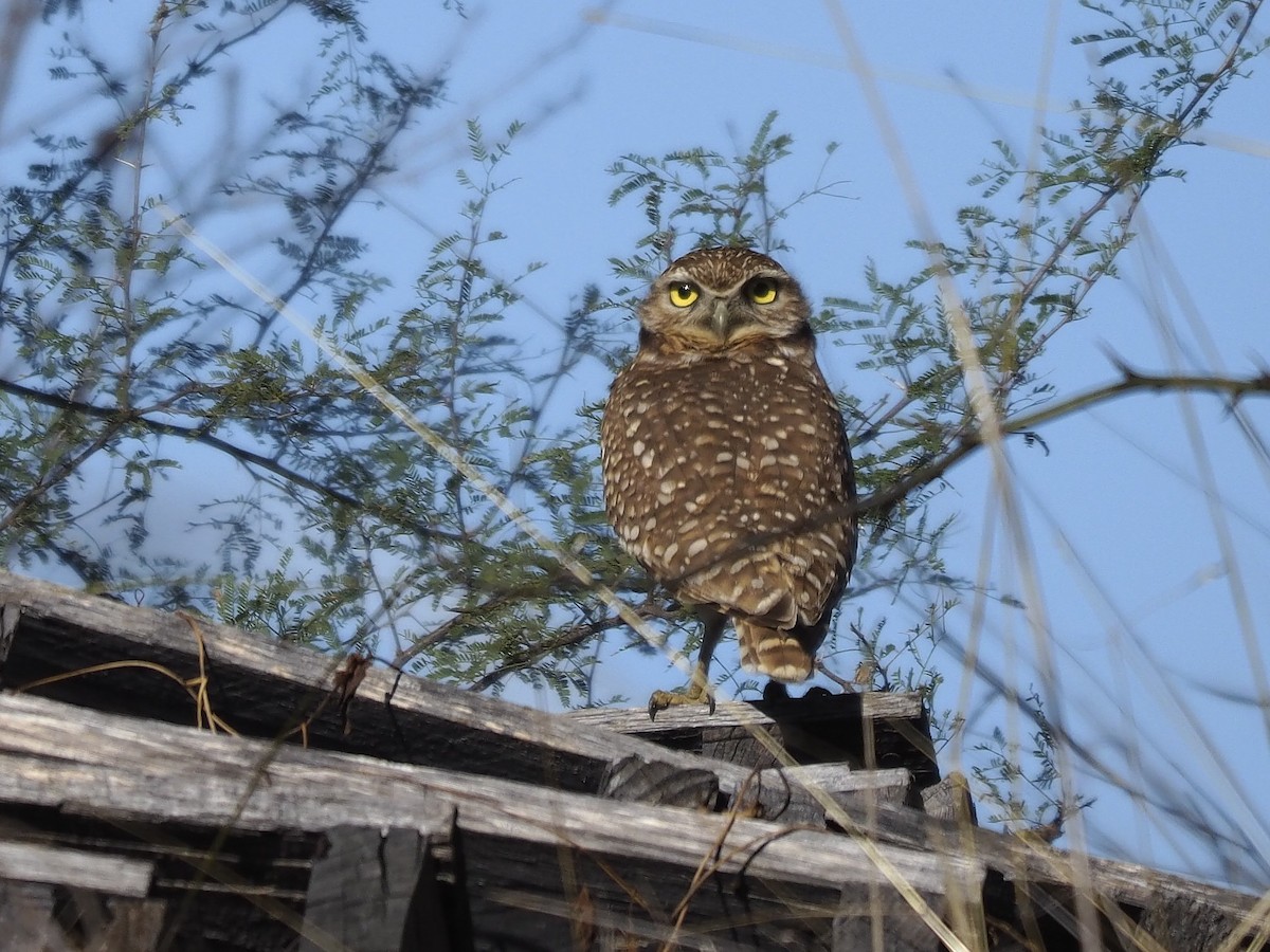 Burrowing Owl - ML130731331