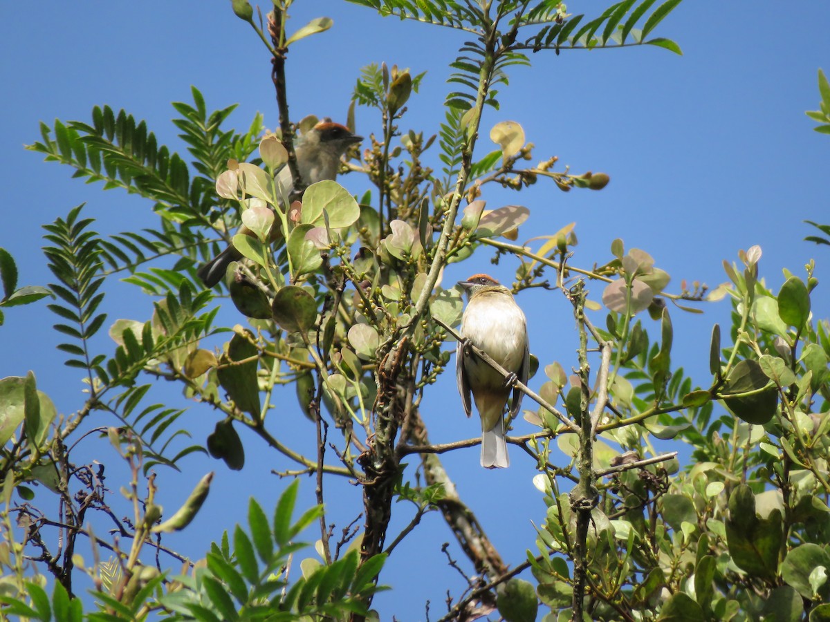Scrub Tanager - ML130732231