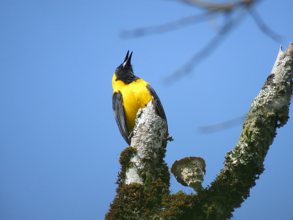 Yellow-backed Oriole - ML130732351