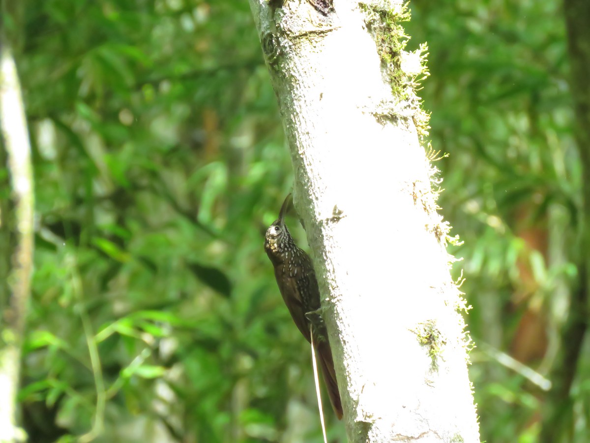 Montane Woodcreeper - ML130732541