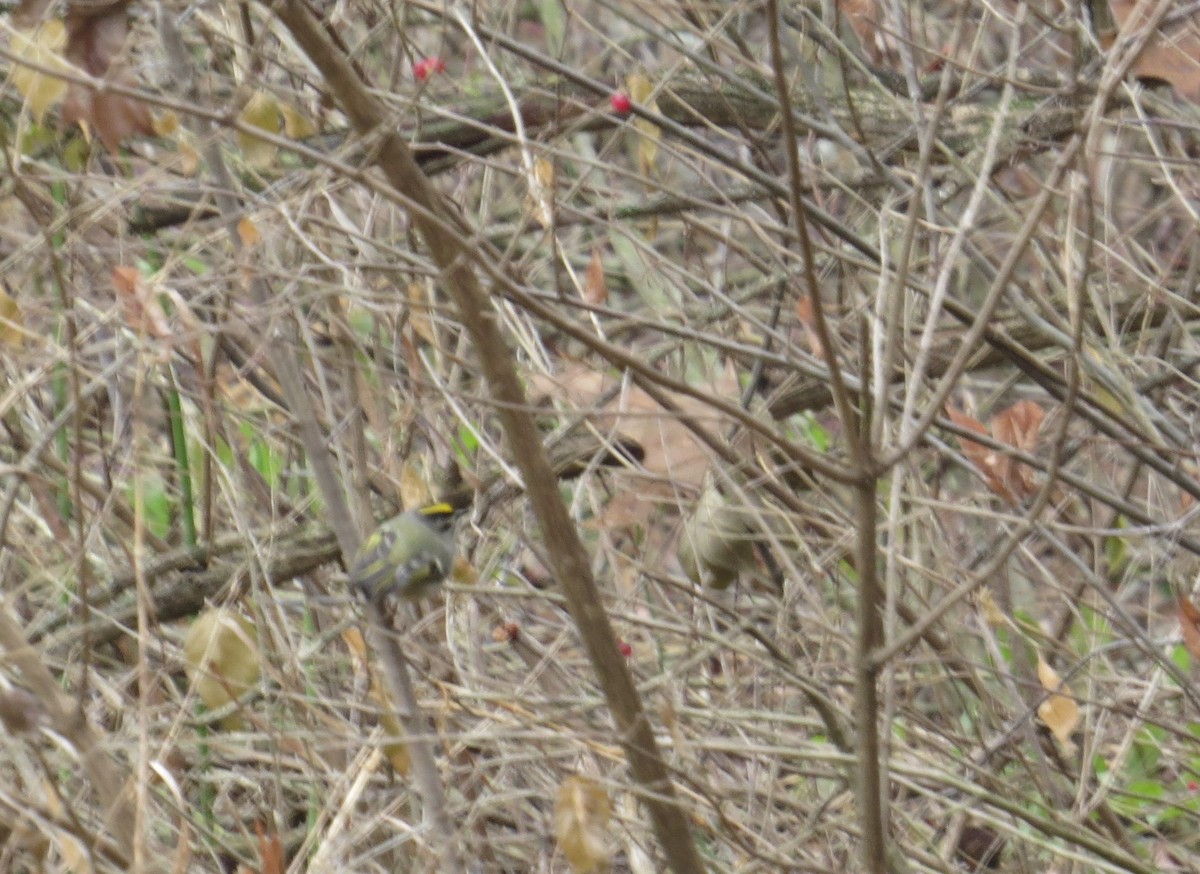 Golden-crowned Kinglet - ML130732661