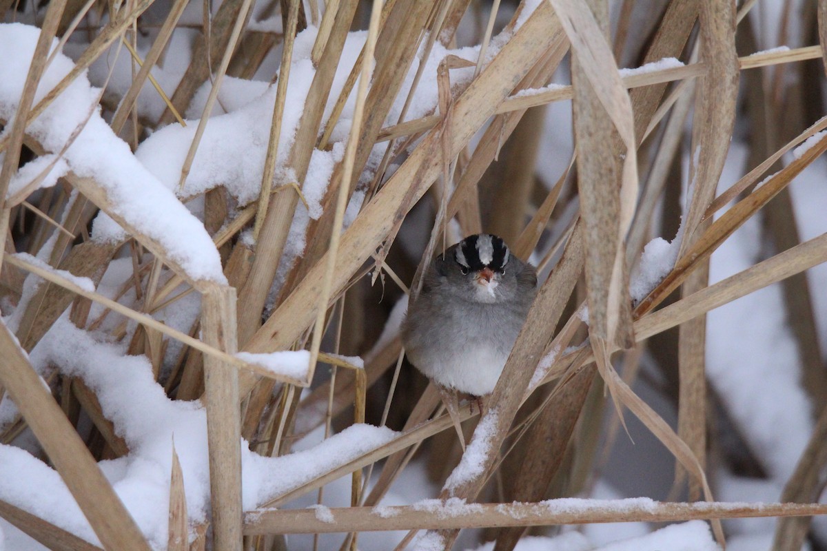 White-crowned Sparrow - Sylvain Lépine