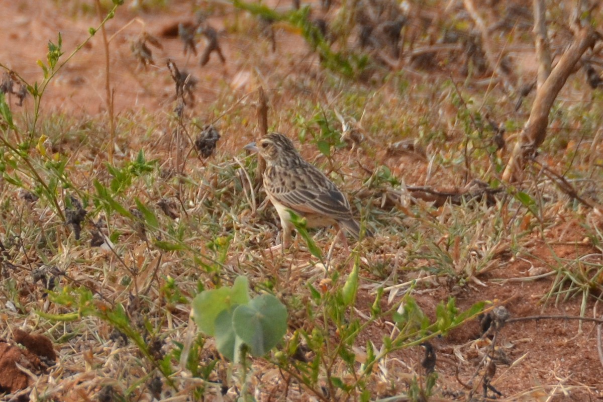 Jerdon's Bushlark - Bruce Wedderburn