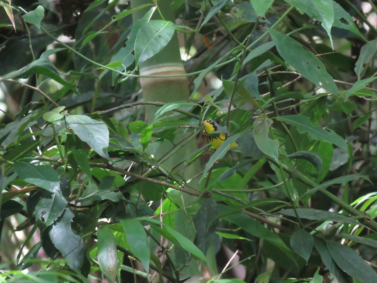 Canada Warbler - ML130733231