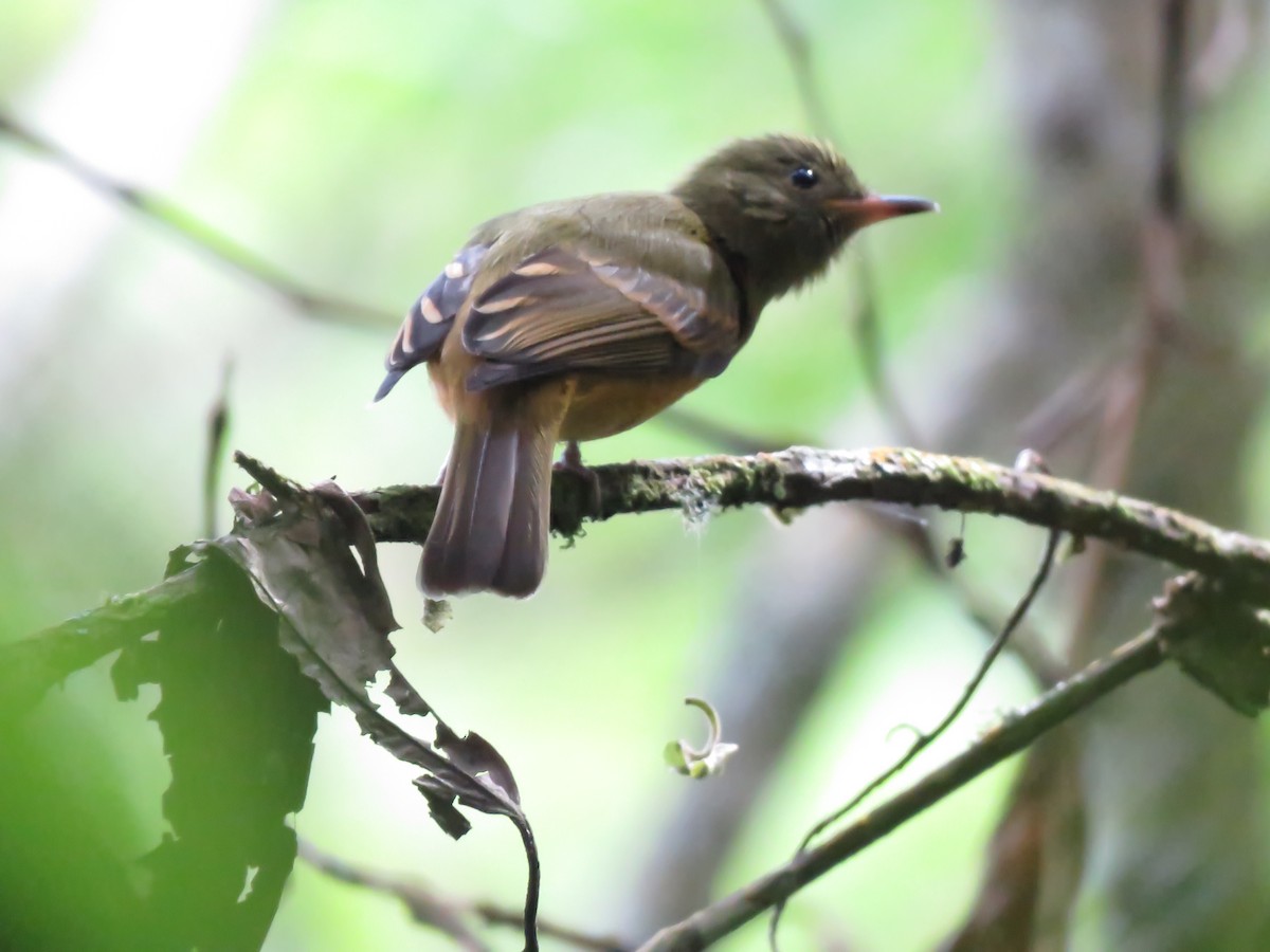 Ochre-bellied Flycatcher - ML130733391