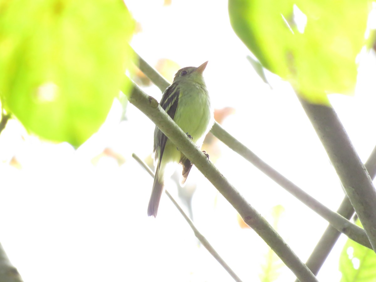 Acadian Flycatcher - ML130733451