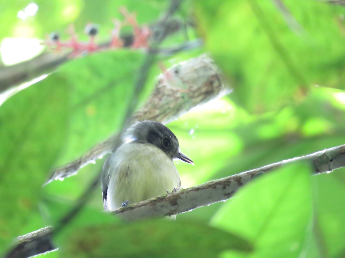Slaty-capped Flycatcher - ML130733621