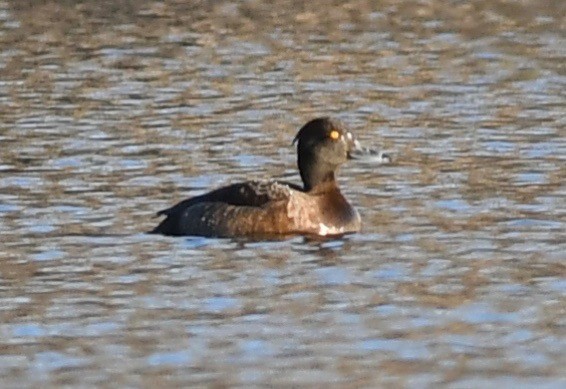 Tufted Duck - Suzanne Sullivan