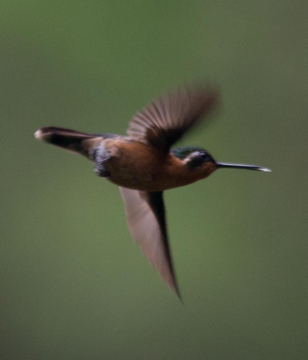 kolibřík fialovohrdlý - ML130736281
