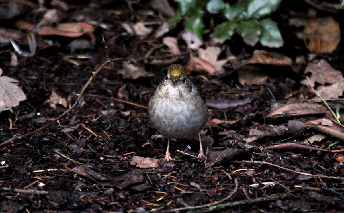 Golden-crowned Sparrow - ML130736541