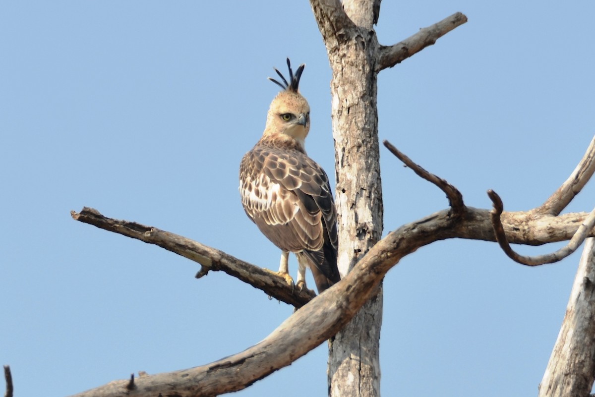 Changeable Hawk-Eagle (Crested) - Bruce Wedderburn