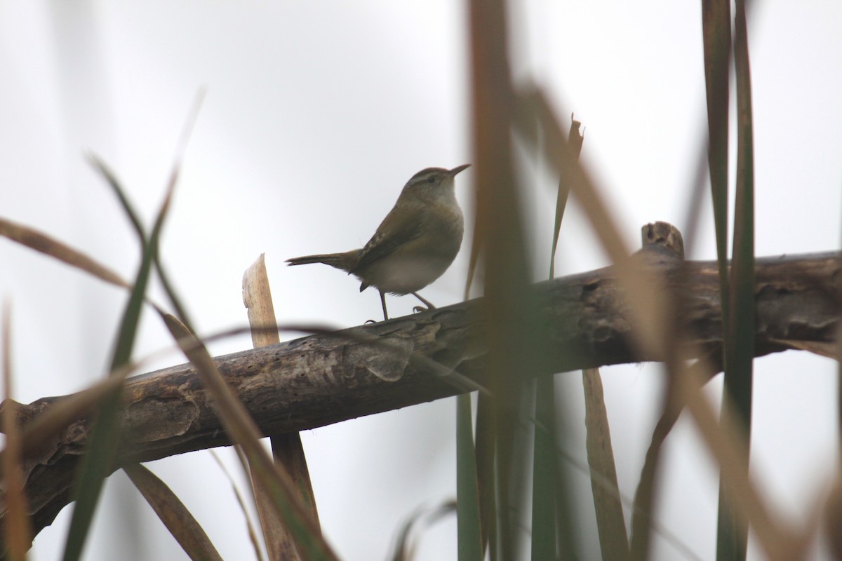 Marsh Wren - Mark Gallagher