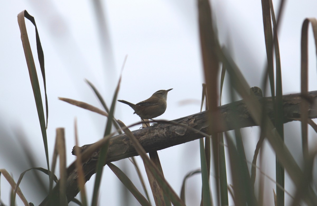 Marsh Wren - Mark Gallagher