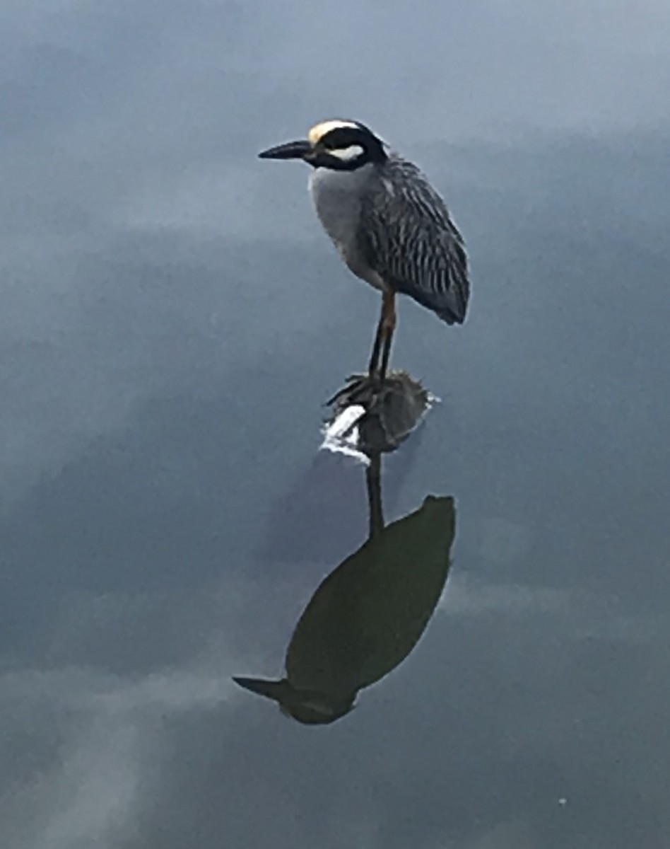 Yellow-crowned Night Heron - ML130738051