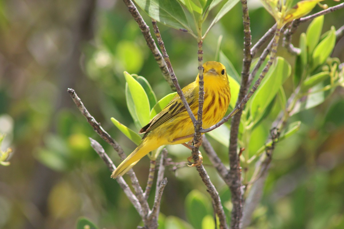 Northern/Mangrove Yellow Warbler - Mark Gallagher