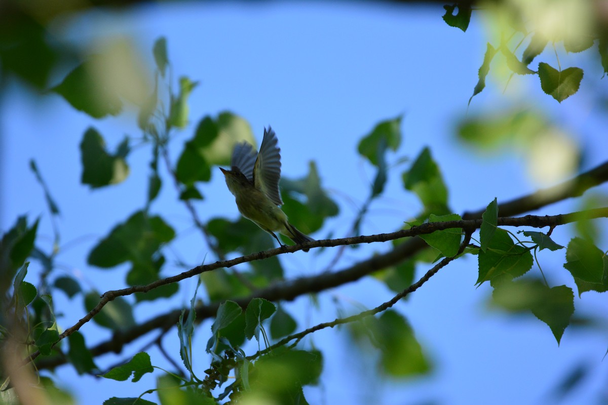 Willow Flycatcher - ML130739191