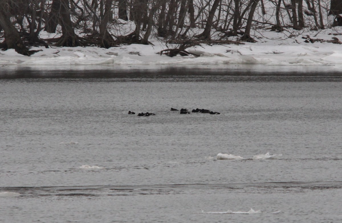 White-winged Scoter - ML130741021