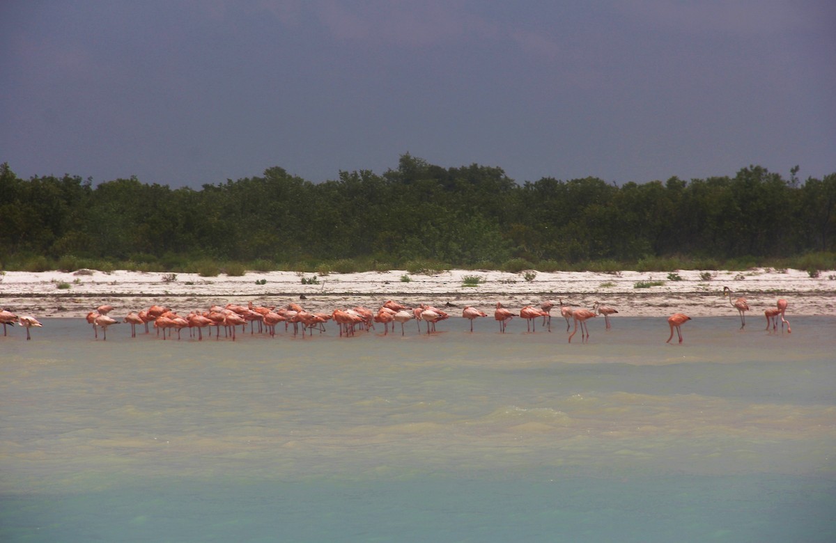 American Flamingo - Mark Gallagher