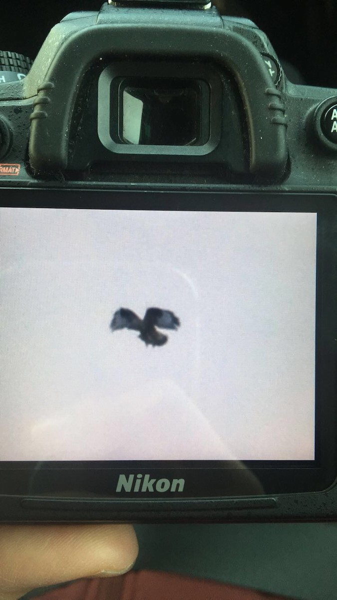 Rough-legged Hawk - ML130743211