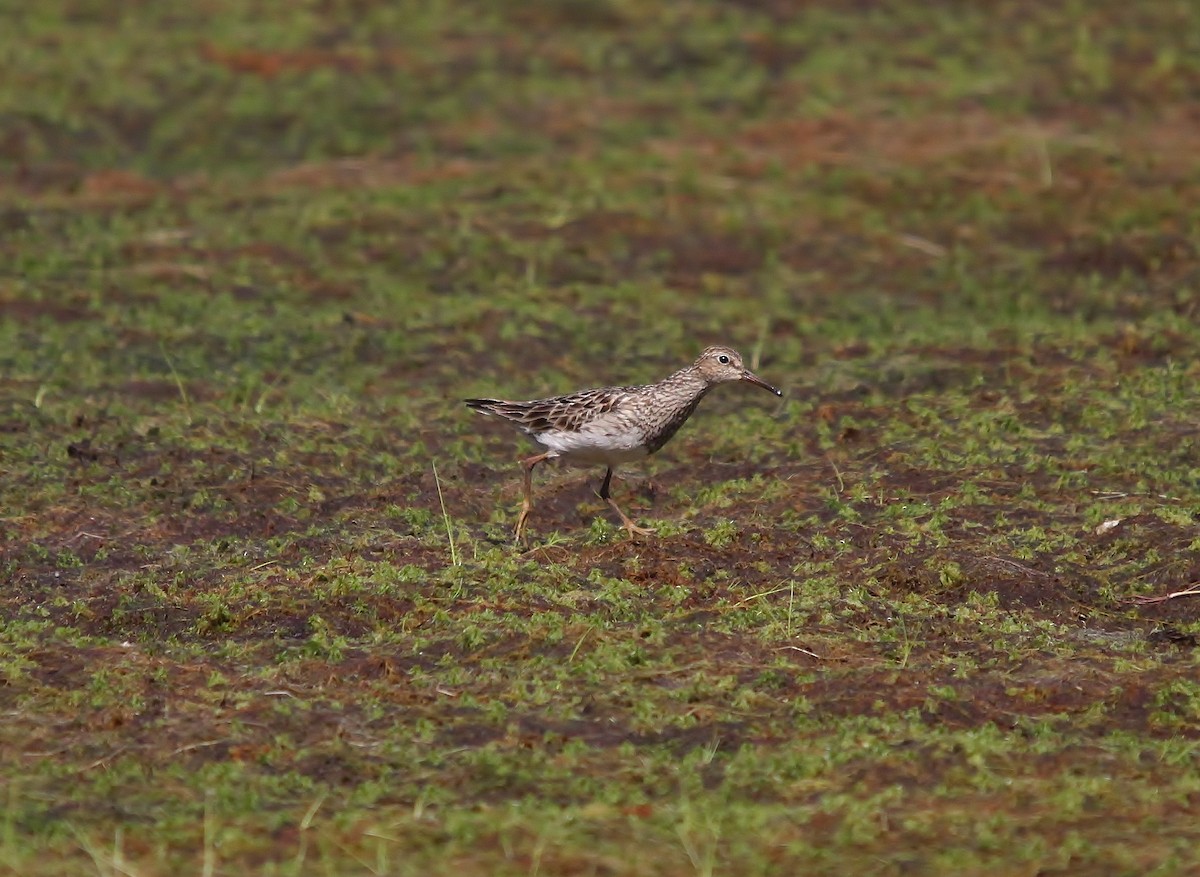 Graubrust-Strandläufer - ML130743761