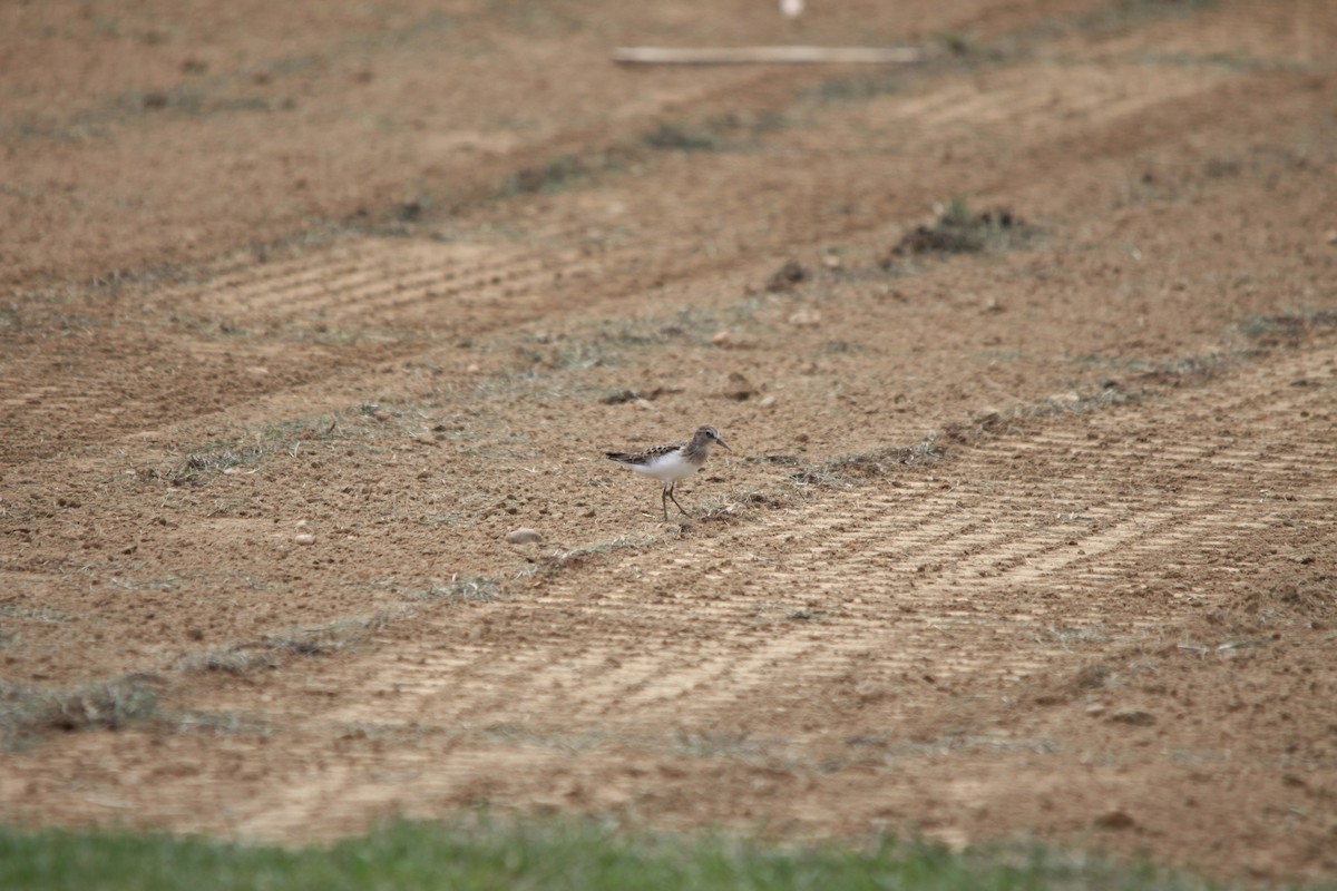 Baird's Sandpiper - ML130743871