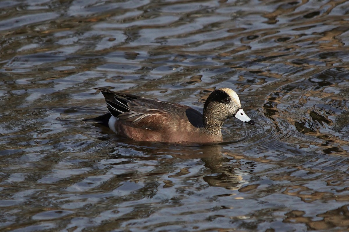 American Wigeon - ML130745221