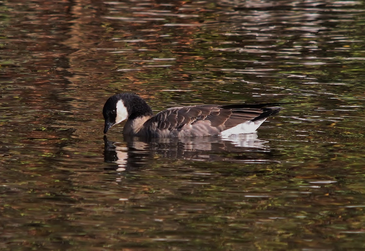 Cackling Goose - ML130745251